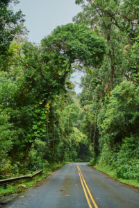 Road through the rainforest to the Nu'uanu Pali Lookout, Nu'uanu Pali, Honolulu, Oahu Island, Oahu, Hawaii, Aloha State, USA Road through the rainforest to the Nu'uanu Pali Lookout, Nu'uanu Pali, Honolulu, Oahu Island, Oahu, Hawaii, Aloha State, USA