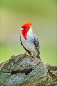 Gray Cardinal (Paroaria coronata), head-on, sitting, Hawaii, Aloha State, United States Gray Cardinal (Paroaria coronata), head-on, sitting, Hawaii, Aloha State, United States