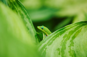 Gold dust day gecko (Phelsuma laticauda) on a leaf, Hawaiian island of Oahu, Hawaii, Aloha State, USA Gold dust day gecko (Phelsuma laticauda) on a leaf, Hawaiian island of Oahu, Hawaii, Aloha State, USA