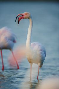 Greater flamingo (Phoenicopterus roseus), sea, standing Greater flamingo (Phoenicopterus roseus), sea, standing