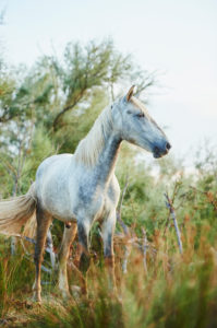Camargue horse (Equus caballus), field, standing Camargue horse (Equus caballus), field, standing