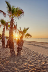 Landscape, beach, palm trees, Coma-Ruga, Tarragona Province, Catalonia, Northern Spain, Spain, Europe Landscape, beach, palm trees, Coma-Ruga, Tarragona Province, Catalonia, Northern Spain, Spain, Europe