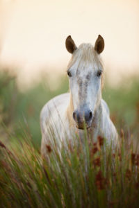 Camargue horse (Equus caballus), field, standing, looking camera Camargue horse (Equus caballus), field, standing, looking camera