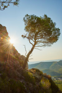 Landscape, El Montmell, Tarragona Province, Catalonia, Spain, Europe Landscape, El Montmell, Tarragona Province, Catalonia, Spain, Europe