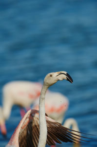 Greater flamingo (Phoenicopterus roseus), sea, standing Greater flamingo (Phoenicopterus roseus), sea, standing