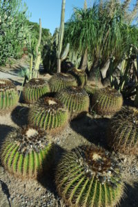 kentia palme ableger XXL Kentia Palme liefern lassen – Green Me Up main image 0