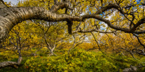 Landscape in the autumn, Western Iceland Landscape in the autumn, Western Iceland