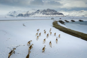 Wild reindeers running, Vatnjokull National Park, Iceland Wild reindeers running, Vatnjokull National Park, Iceland