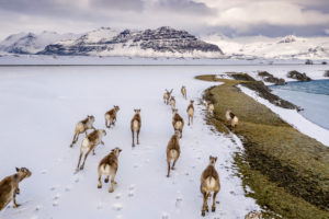 Wild reindeers running, Vatnjokull National Park, Iceland Wild reindeers running, Vatnjokull National Park, Iceland