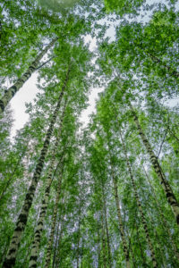 Birch trees, Hogland Island, Finland Birch trees, Hogland Island, Finland