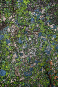 Moss, Hogland Island, Finland Moss, Hogland Island, Finland