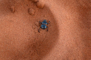 Dung beetle (Scarabaeidae) in the sand at Etosha National Park, Namibia, Africa Dung beetle (Scarabaeidae) in the sand at Etosha National Park, Namibia, Africa