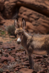 Portrait of a Donkey, Twyfelfontein Valley, Kunene Region, Namibia, Africa Portrait of a Donkey, Twyfelfontein Valley, Kunene Region, Namibia, Africa