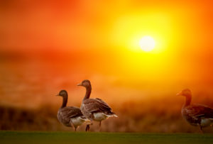 Geese at Sunset, Reykjavik, Iceland Geese at Sunset, Reykjavik, Iceland