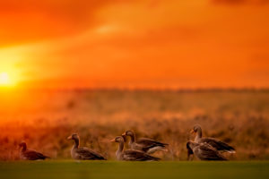 Geese at Sunset, Reykjavik, Iceland Geese at Sunset, Reykjavik, Iceland