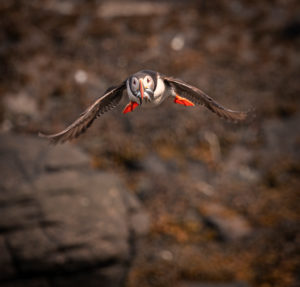 Atlantic Puffin with fish, Iceland Atlantic Puffin with fish, Iceland