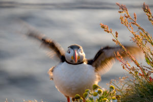 Atlantic Puffin, Iceland Atlantic Puffin, Iceland