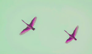 Pair of Swans in Flight by Hvalsnes in the Loni Valley, Eastern Iceland Pair of Swans in Flight by Hvalsnes in the Loni Valley, Eastern Iceland