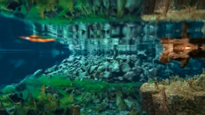 Underwater, Flosagja fissure, Thingvellir National Park, Iceland
