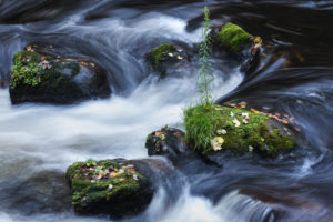 detailed view of fern on stone, Bode Gorge in Harz detailed view of fern on stone, Bode Gorge in Harz