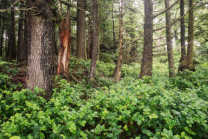 Hike through the rainforest, Vancouver Island, Canada