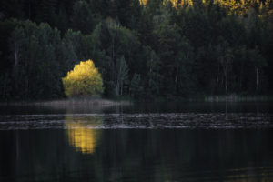 Lonely tree in the sunlight at a lake, Clearwater, Canada
