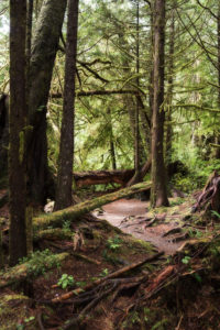 View into the rainforest, Pacific Rim National Park, Canada