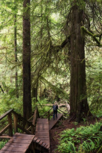 Hiking in the rainforest, Pacific Rim National Park, Canada