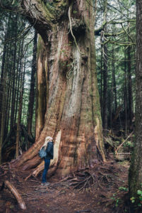 In the middle of the rainforest, Schooner Cove, Pacific Rim, Vancouver Island, Canada