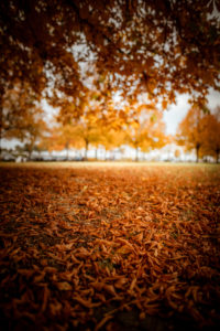Autumnal mood through brown leaves on the ground in the forest at a glade Autumnal mood through brown leaves on the ground in the forest at a glade