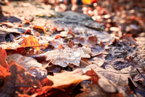 Drops of water on brown oak leaves, autumn mood Drops of water on brown oak leaves, autumn mood