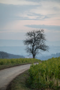 Tree on a dirt road, in the background the Swabian Jura. Tree on a dirt road, in the background the Swabian Jura.