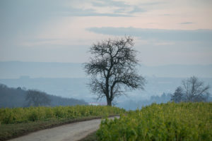 Tree on a dirt road, in the background the Swabian Jura. Tree on a dirt road, in the background the Swabian Jura.