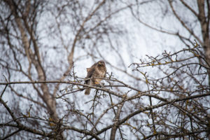 A common buzzard on a branch. A common buzzard on a branch.
