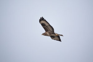 A buzzard in flight. A buzzard in flight.
