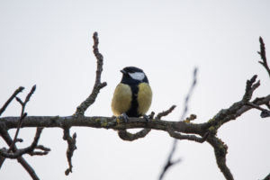 A great tit sits on a branch. A great tit sits on a branch.