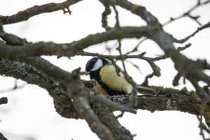 A great tit sits on a branch. A great tit sits on a branch.
