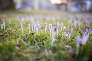 Crocuses (Crocus tommasinianus) in a meadow. Crocuses (Crocus tommasinianus) in a meadow.