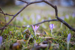 Crocuses (Crocus tommasinianus) in a meadow. Crocuses (Crocus tommasinianus) in a meadow.