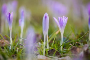 Crocuses (Crocus tommasinianus) in a meadow. Close up / macro Crocuses (Crocus tommasinianus) in a meadow. Close up / macro