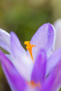 Macro shot of a crocus (Crocus tommasinianus) Macro shot of a crocus (Crocus tommasinianus)