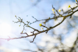 Green buds of a tree in the sun, blue sky and blurred branches in the background, March, astronomical spring Green buds of a tree in the sun, blue sky and blurred branches in the background, March, astronomical spring
