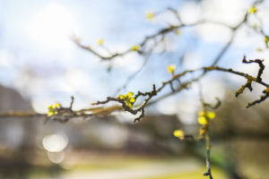 Green buds of a tree in the sun, blue sky and blurred branches in the background, March, astronomical spring Green buds of a tree in the sun, blue sky and blurred branches in the background, March, astronomical spring