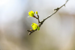Green buds of a tree in the sun, blue sky and blurred branches in the background, March, astronomical spring Green buds of a tree in the sun, blue sky and blurred branches in the background, March, astronomical spring