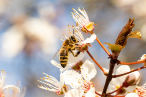 Bee on a flower Bee on a flower