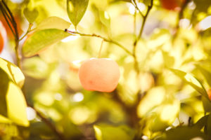 Calamondin (dwarf tangerine) Calamondin (dwarf tangerine)