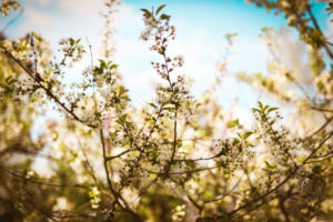 Baumblüten im blauen Himmel Baumblüten im blauen Himmel