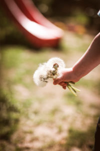 A child's hand holds a bouquet of dandelions (dandelions) A child's hand holds a bouquet of dandelions (dandelions)