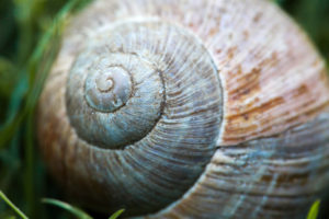 Macro shot of a snail shell Macro shot of a snail shell
