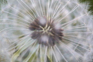 Macro shot of the seeds of a dandelion Macro shot of the seeds of a dandelion